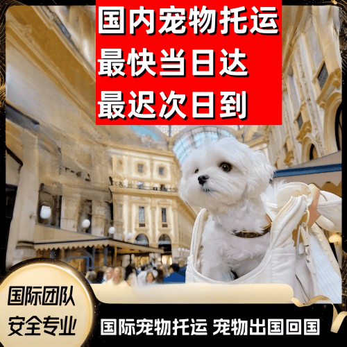 白城市到澳大利亚（澳洲）宠物入境规定和要求